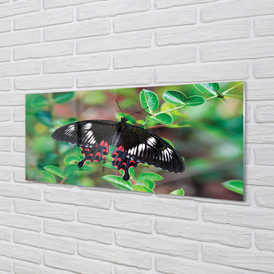 akrylový obraz List barevný motýl