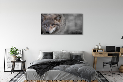 Obrazy na plátně Vlk