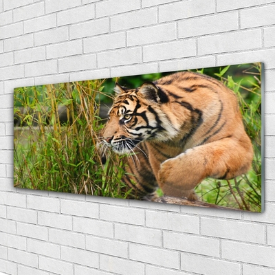 Obraz na skle Tygr Zvířata