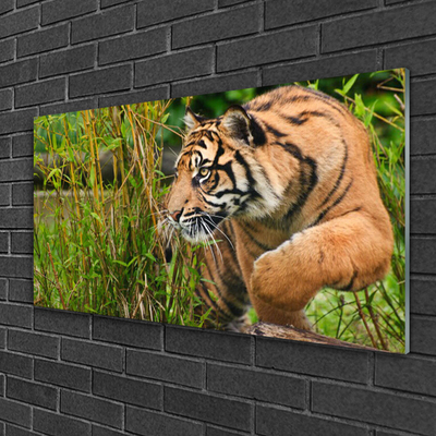 Obraz na skle Tygr Zvířata