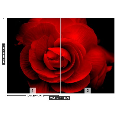Fototapeta Červená růže