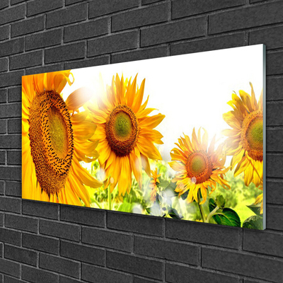 akrylový obraz Slunečnice Květ Rostlina